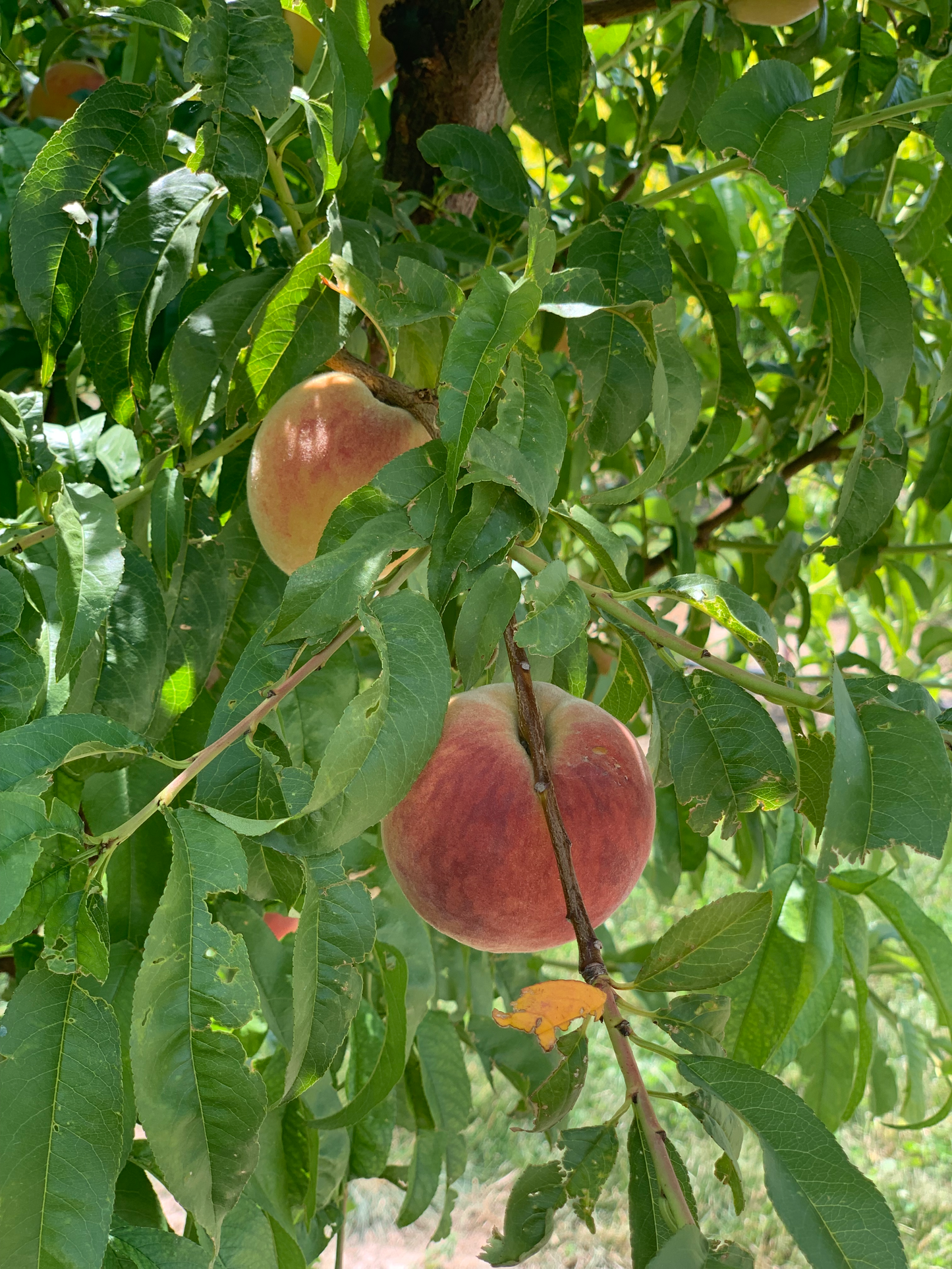 Palisade Peach Bath Fizz